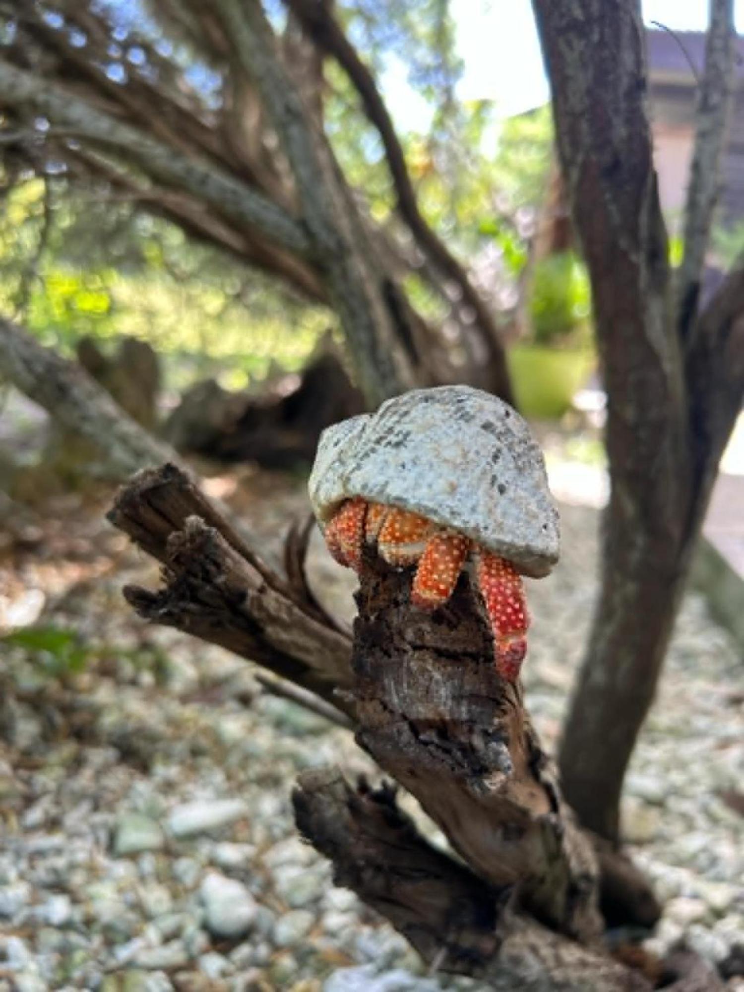 Chez Tamatuamai Hotel Avatoru Kültér fotó